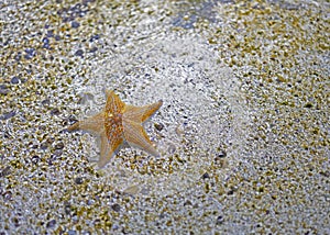 The star fish surrounded by sea shells