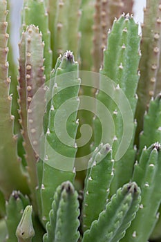 Star flower cactus Stapelia ambigua, succulent plants