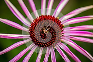 Star flower - close up view