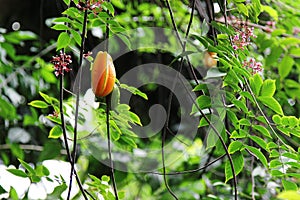 Star fruit