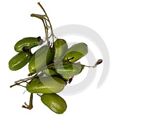 Star fruit (Averrhoa Bilimbi Linn) has benefits, including keeping blood pressure stable, and overcoming coughs