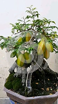 star fruit bonsai