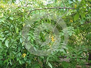 Star fruit Dewi is one of the best star fruit in the depok region