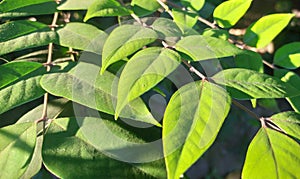 The star fruit leaf is luxuriant and refreshing