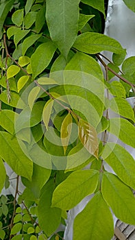 The star fruit plant is a fruitful and juicy plant, the fruit is yellow when ripe and tastes sweet.