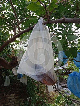 Star fruit rots in plastic because it is attacked by fruit flies