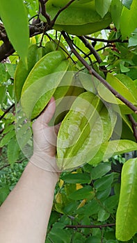 Star fruit is a star-shaped star fruit