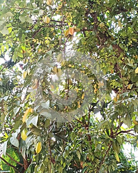 star shaped Thai fruit .star fruit