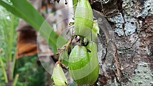 star fruit wuluh