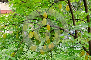 Star fruits on tree