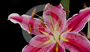 Star Gazer Lilly