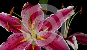 Star Gazer Lilly