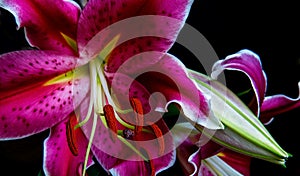 Star Gazer Lilly