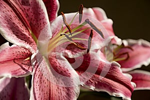 Star Gazer Lily