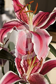 Star Gazer Lily