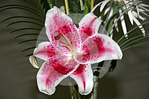 Star Gazer Lily