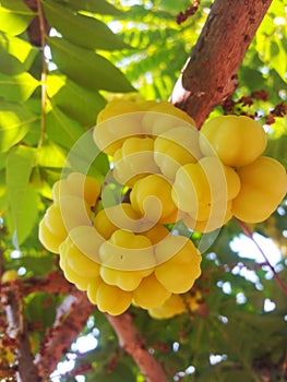 It is star gooseberry.