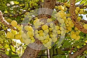 Star gooseberry fruit. Phyllanthus acidus, known as the Otaheite gooseberry, star, damsel, grosella, karamay. photo