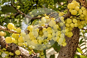 Star gooseberry fruit. Phyllanthus acidus, known as the Otaheite gooseberry, star, damsel, grosella, karamay. photo