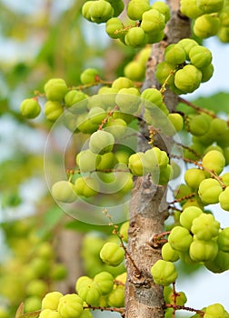 Star gooseberry fruit. Phyllanthus acidus, known as the Otaheite gooseberry , star , damsel, grosella