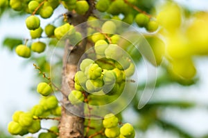 Star gooseberry fruit. Phyllanthus acidus, known as the Otaheite gooseberry , star , damsel, grosella photo