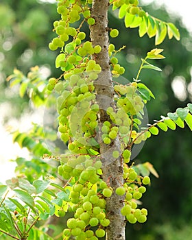 Star gooseberry fruit. Phyllanthus acidus, known as the Otaheite gooseberry , star , damsel, grosella photo