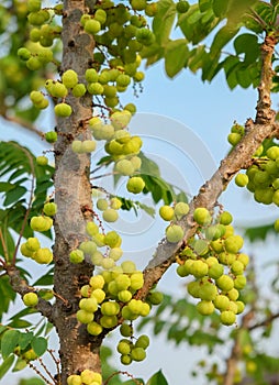 Star gooseberry fruit. Phyllanthus acidus, known as the Otaheite gooseberry , star , damsel, grosella photo