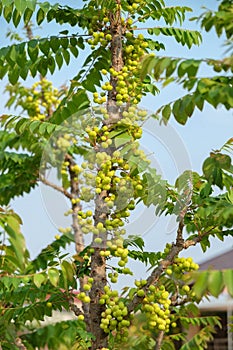 Star gooseberry fruit. Phyllanthus acidus, known as the Otaheite gooseberry , star , damsel, grosella photo