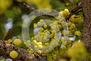 Star gooseberry fruit. Phyllanthus acidus, known as the Otaheite gooseberry, star, damsel, grosella, karamay. photo