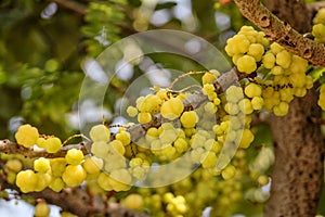 Star gooseberry fruit. Phyllanthus acidus, known as the Otaheite gooseberry, star, damsel, grosella, karamay. photo