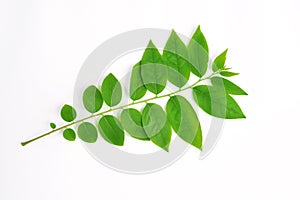 Star gooseberry leaves stem Thai herb agriculture green plant on white background