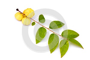 Star gooseberry and leaves on white background