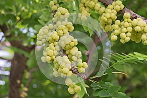 Star gooseberry is a perennial plant. It has small to medium size and sweet, sour and astringent taste of the fruit becomes soft