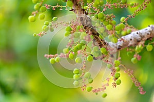 Star gooseberry. Phyllanthus acidus, known as the Otaheite gooseberry, country gooseberry