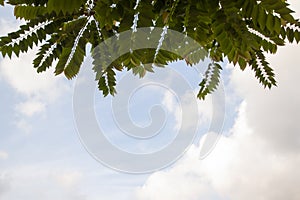 Star gooseberry or Phyllanthus acidus leaf on white cloud and blue sky.