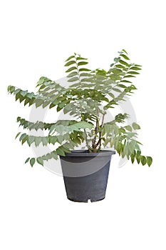 Star gooseberry or Phyllanthus acidus tree in black plastic pot isolated on white background.