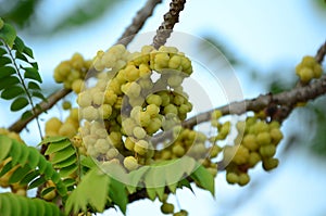 Star gooseberry.Star gooseberry fruit.fruits are hanging on their natural branch.