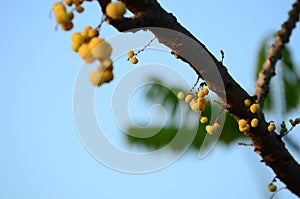 Star gooseberry.Star gooseberry fruit.fruits are hanging on their natural branch.