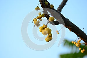 Star gooseberry.Star gooseberry fruit.fruits are hanging on their natural branch.