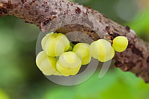Star gooseberry on tree