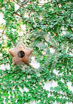 Star hanging for decorated on ivy wall