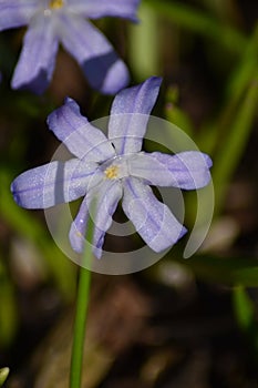 Star hyacinths (Scilla sect. Chionodoxa)