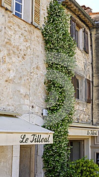 Star jasmine climbing three stories in Saint Paul de Vence, Provence, France photo