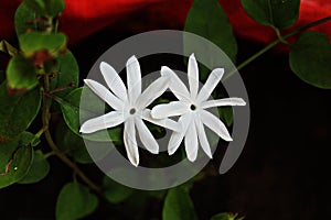 Star Jasmine Flower