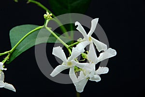 Star jasmine flowers