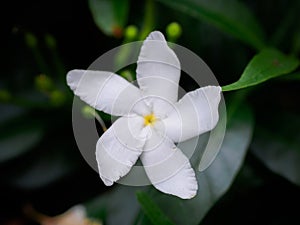 Star jasmine on green leafs background