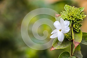 Star jasmine, Jasminum multiflorum, winter jasmine, Indian jasmine, downy jasmine, Sanna jaaji malli, Kundo