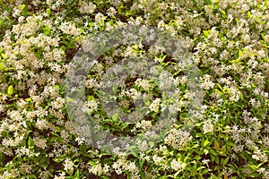 Star Jasmine ( Trachelospermum jasminoides ) in bloom, background