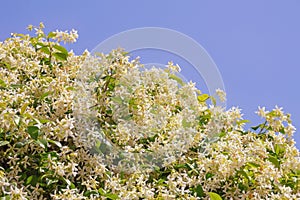 Star Jasmine in bloom against blue sky