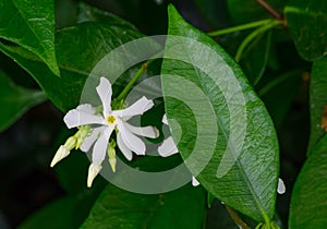 Star jasmine or Trachelospermum, white flower with its green leaves in a botanical garden.